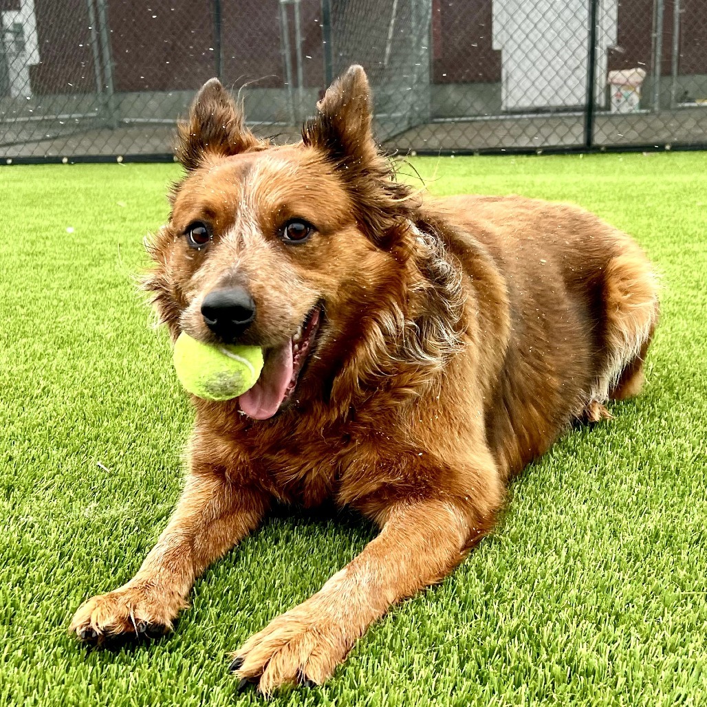 Rooster, an adoptable Cattle Dog in Idaho Falls, ID, 83402 | Photo Image 5