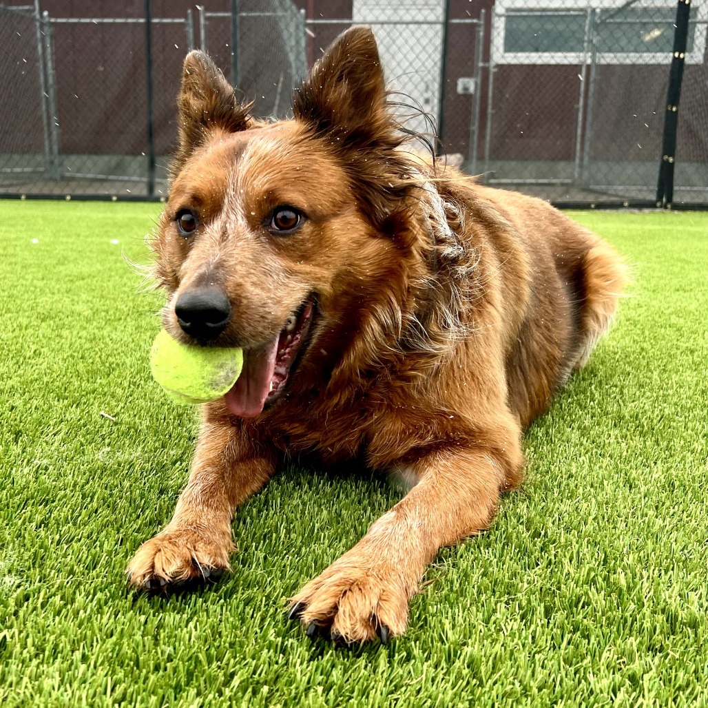Rooster, an adoptable Cattle Dog in Idaho Falls, ID, 83402 | Photo Image 6