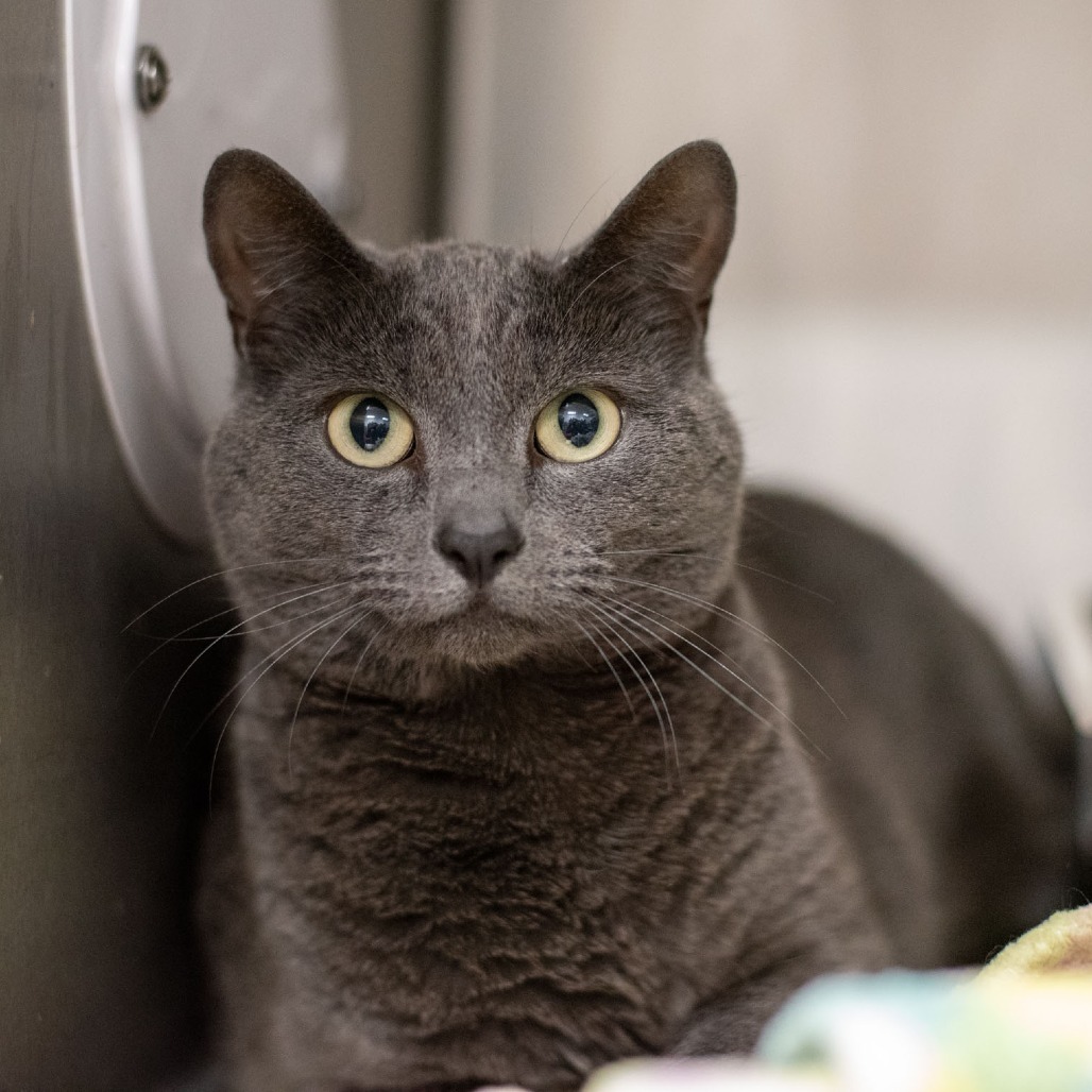 Eva, an adoptable Domestic Short Hair in Idaho Falls, ID, 83402 | Photo Image 1
