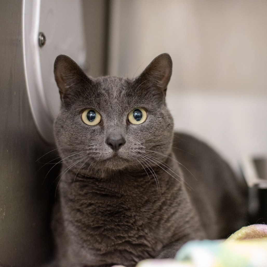 Eva, an adoptable Domestic Short Hair in Idaho Falls, ID, 83402 | Photo Image 2