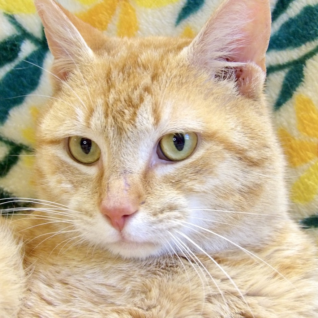 Max