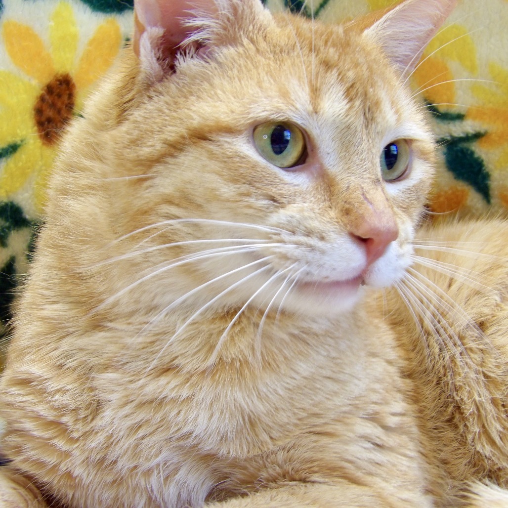 Max