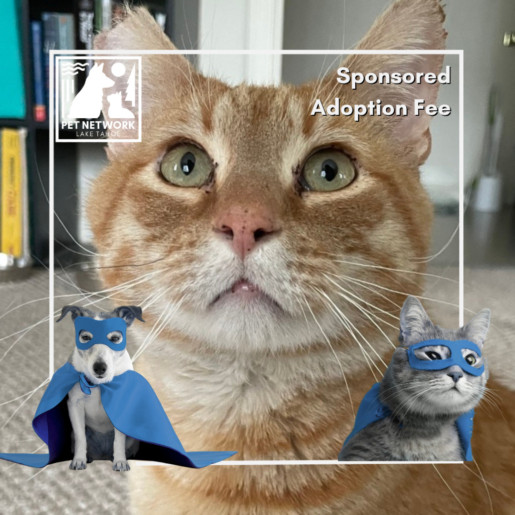 Melon, an adoptable Domestic Short Hair in Incline Village, NV, 89451 | Photo Image 1