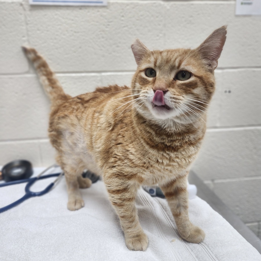 Melon, an adoptable Domestic Short Hair in Incline Village, NV, 89451 | Photo Image 2