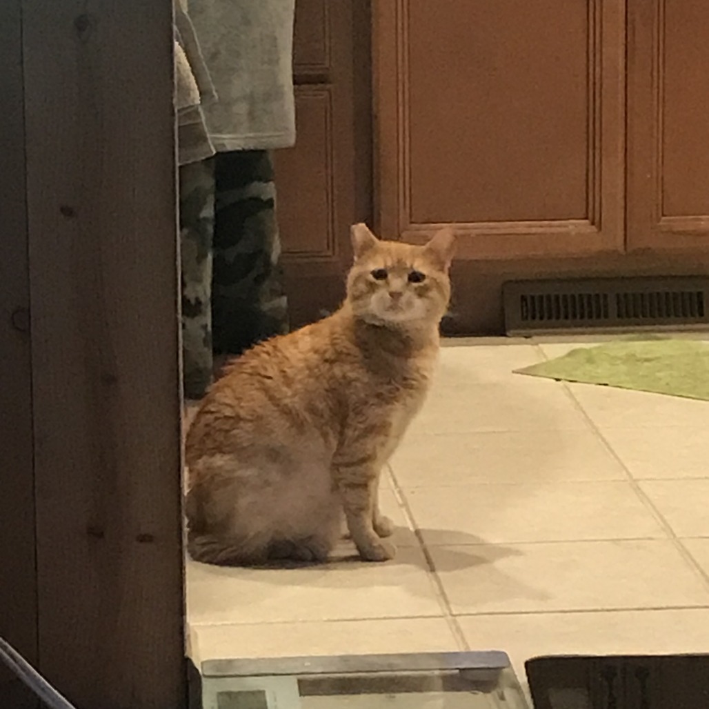 Melon, an adoptable Domestic Short Hair in Incline Village, NV, 89451 | Photo Image 2