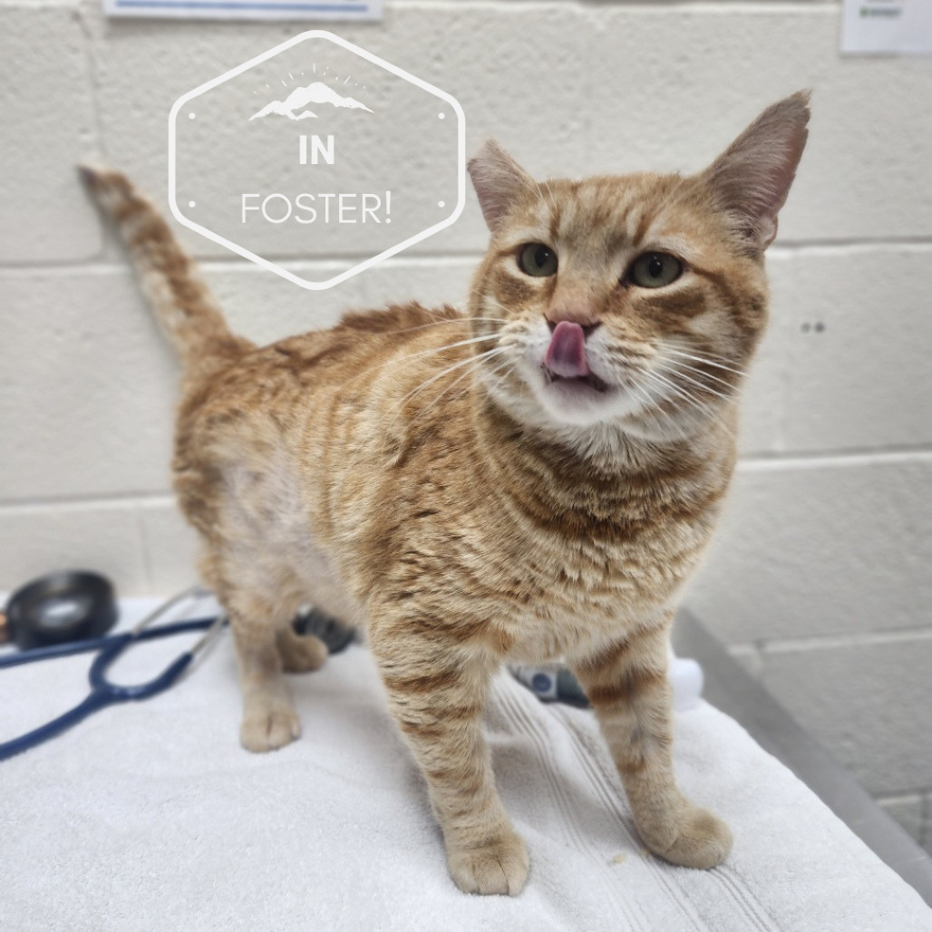 Melon, an adoptable Domestic Short Hair in Incline Village, NV, 89451 | Photo Image 3