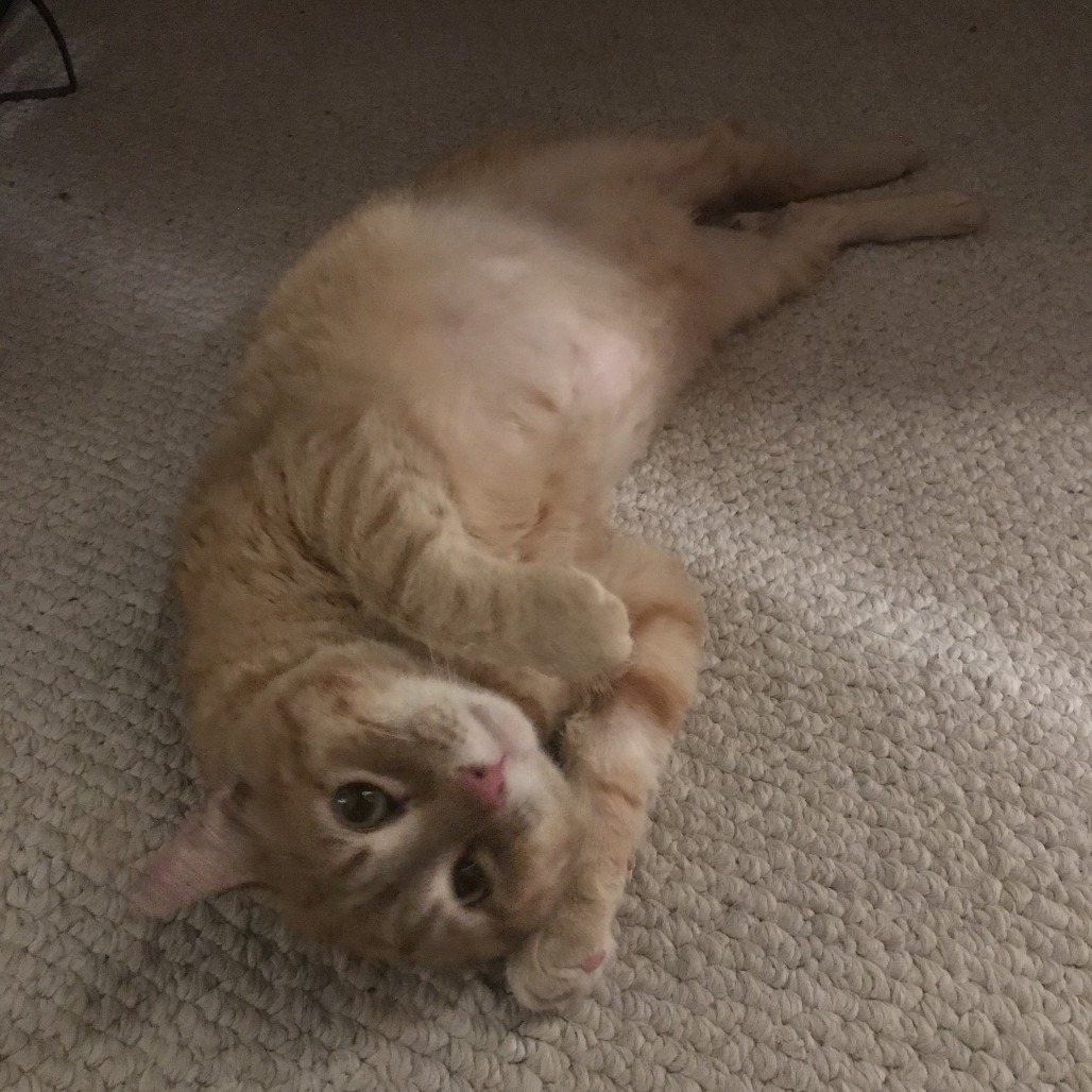 Melon, an adoptable Domestic Short Hair in Incline Village, NV, 89451 | Photo Image 3