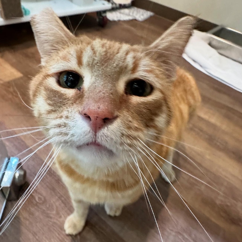 Melon, an adoptable Domestic Short Hair in Incline Village, NV, 89451 | Photo Image 4