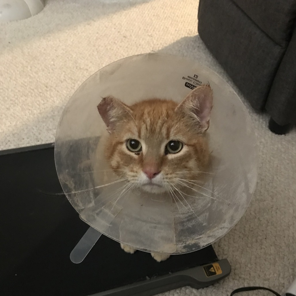 Melon
