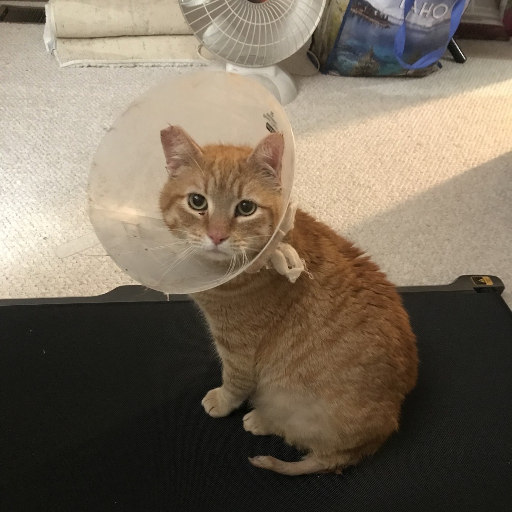 Melon, an adoptable Domestic Short Hair in Incline Village, NV, 89451 | Photo Image 6