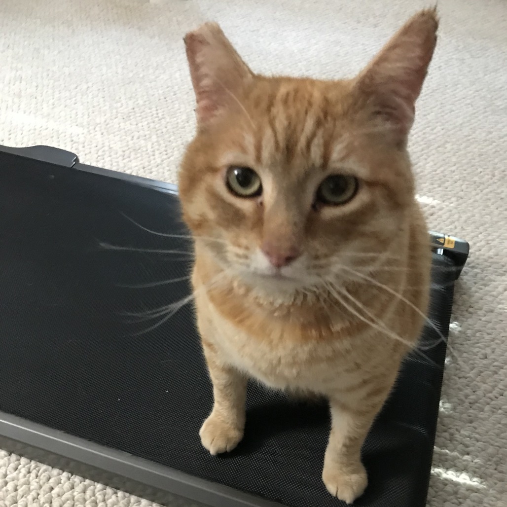 Melon, an adoptable Domestic Short Hair in Incline Village, NV, 89451 | Photo Image 6