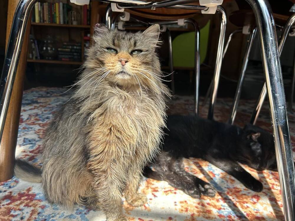 Bonnie, an adoptable Domestic Long Hair in Emporia, KS, 66801 | Photo Image 1