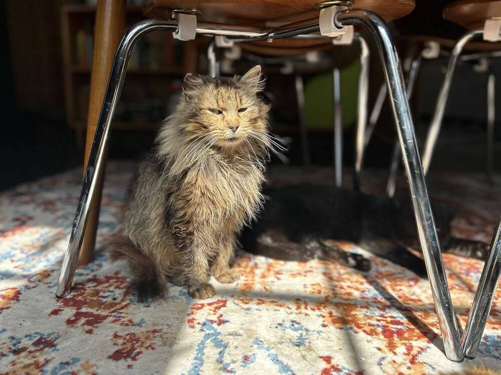 Bonnie, an adoptable Domestic Long Hair in Emporia, KS, 66801 | Photo Image 2