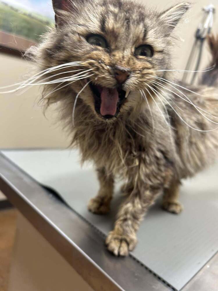 Bonnie, an adoptable Domestic Long Hair in Emporia, KS, 66801 | Photo Image 3