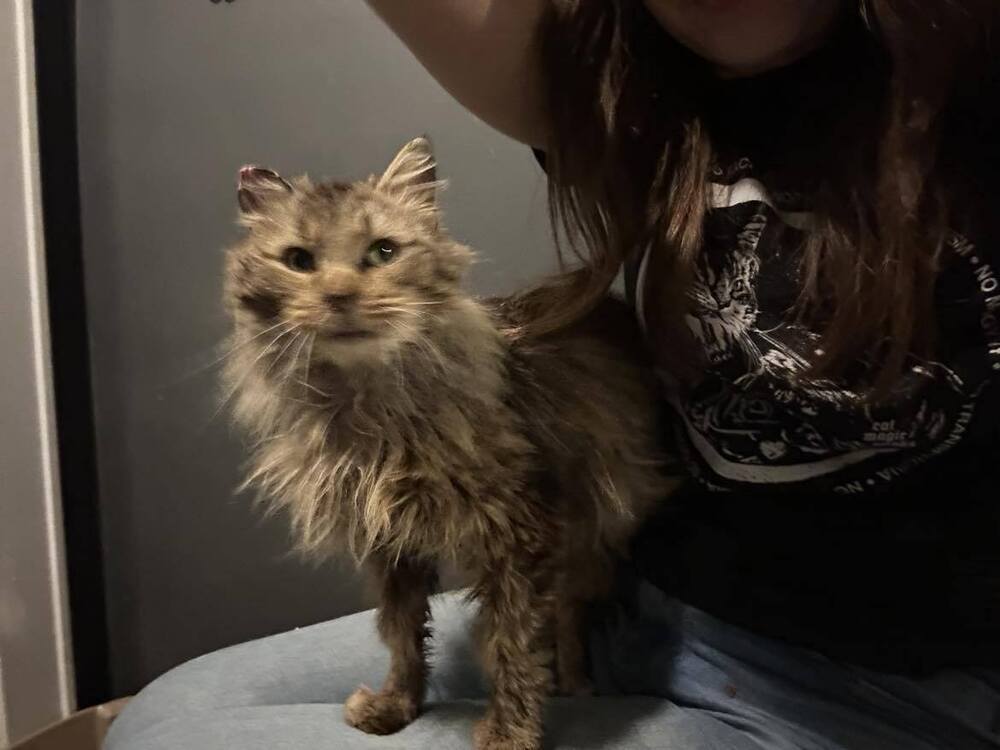 Bonnie, an adoptable Domestic Long Hair in Emporia, KS, 66801 | Photo Image 4