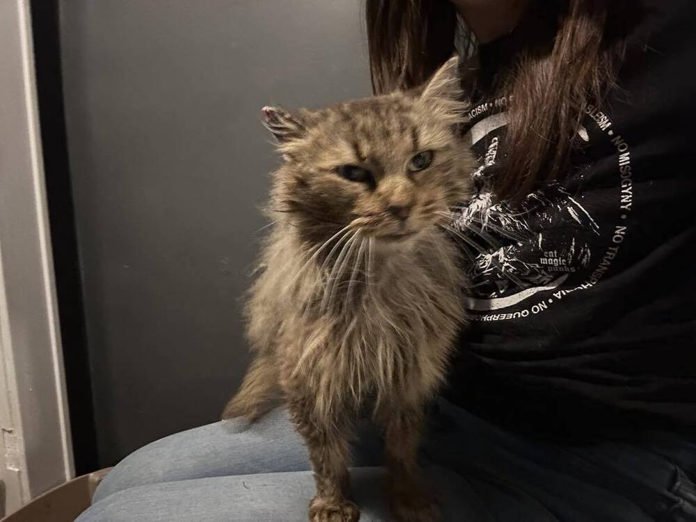 Bonnie, an adoptable Domestic Long Hair in Emporia, KS, 66801 | Photo Image 5