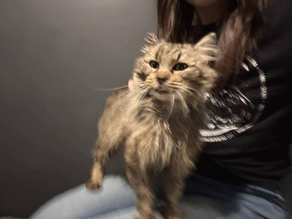 Bonnie, an adoptable Domestic Long Hair in Emporia, KS, 66801 | Photo Image 6