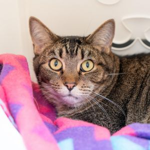 I just arrived at Animal Haven Please check back soon for more info about me
