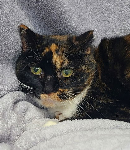 6609 (Buttons), an adoptable Calico in Lake City, MI, 49651 | Photo Image 1