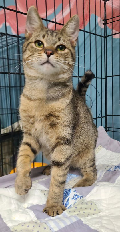 6570 (Carl), an adoptable Domestic Short Hair in Lake City, MI, 49651 | Photo Image 1