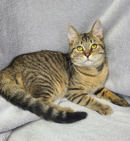 6570 (Carl), an adoptable Domestic Short Hair in Lake City, MI, 49651 | Photo Image 2