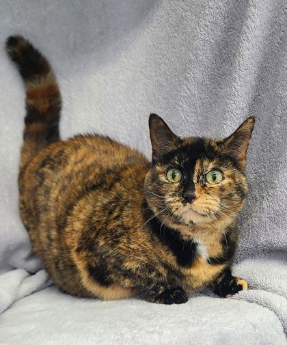6603 (Sparkles), an adoptable Tortoiseshell in Lake City, MI, 49651 | Photo Image 1