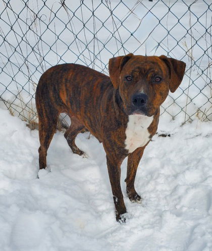 Seraphina (6583), an adoptable American Staffordshire Terrier in Lake City, MI, 49651 | Photo Image 1