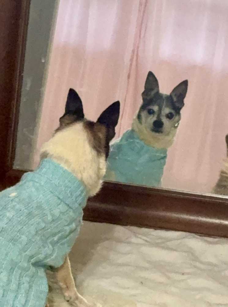 Frankie