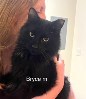 Bryce, an adoptable Domestic Long Hair in Bend, OR, 97701 | Photo Image 1
