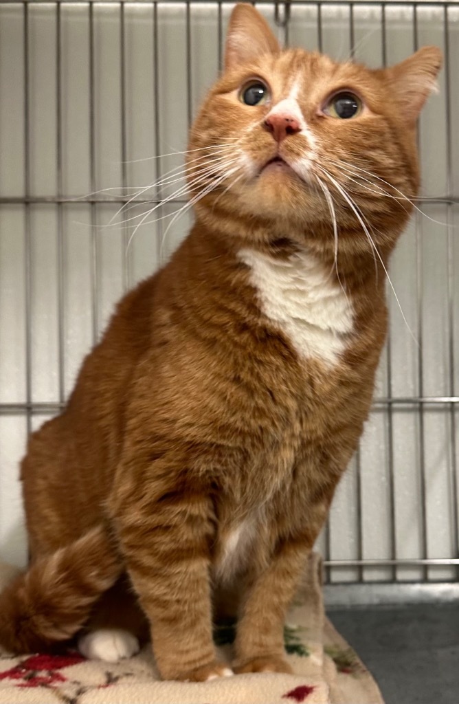 Piglet, an adoptable Domestic Medium Hair in Rock Springs, WY, 82901 | Photo Image 1