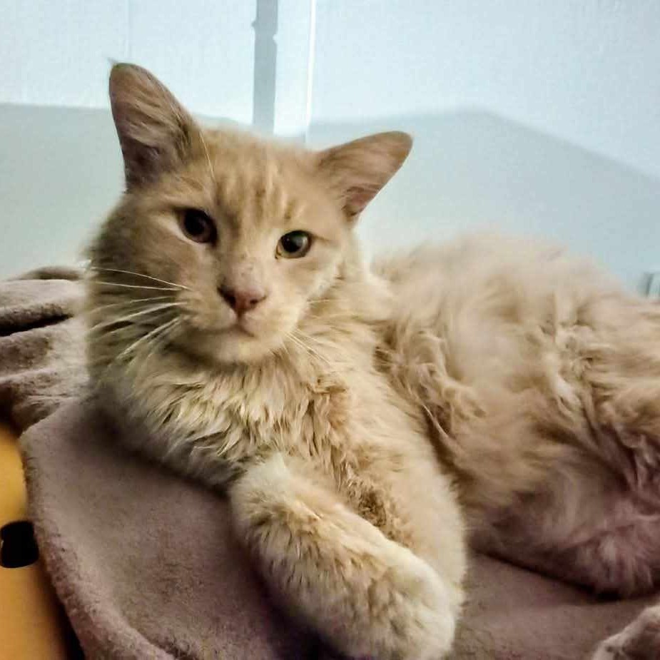 Dan D Lion, an adoptable Domestic Short Hair in Wichita, KS, 67278 | Photo Image 1