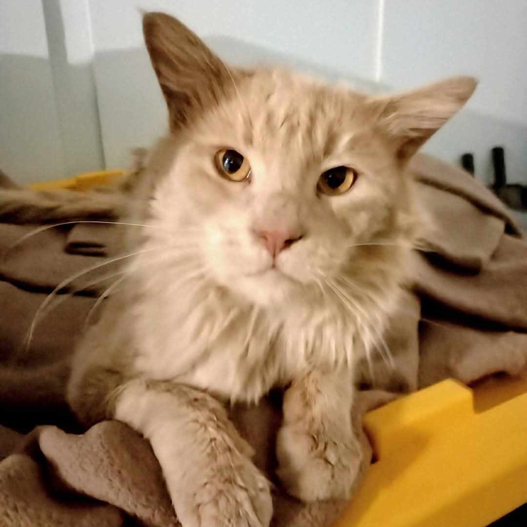 Dan D Lion, an adoptable Domestic Short Hair in Wichita, KS, 67278 | Photo Image 2