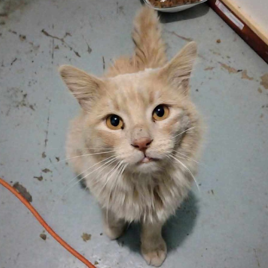 Dan D Lion, an adoptable Domestic Short Hair in Wichita, KS, 67278 | Photo Image 3