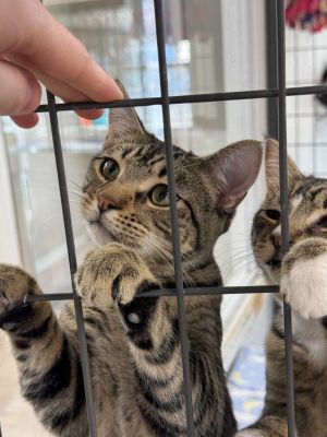 Cherry Blossom, Young Female Domestic Short Hair