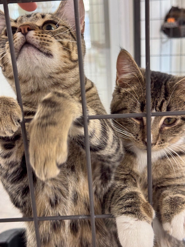 Cherry Blossom, an adoptable Domestic Short Hair in Hastings, NE, 68901 | Photo Image 2