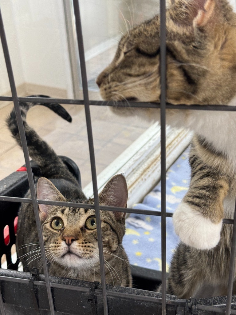 Cherry Blossom, an adoptable Domestic Short Hair in Hastings, NE, 68901 | Photo Image 3