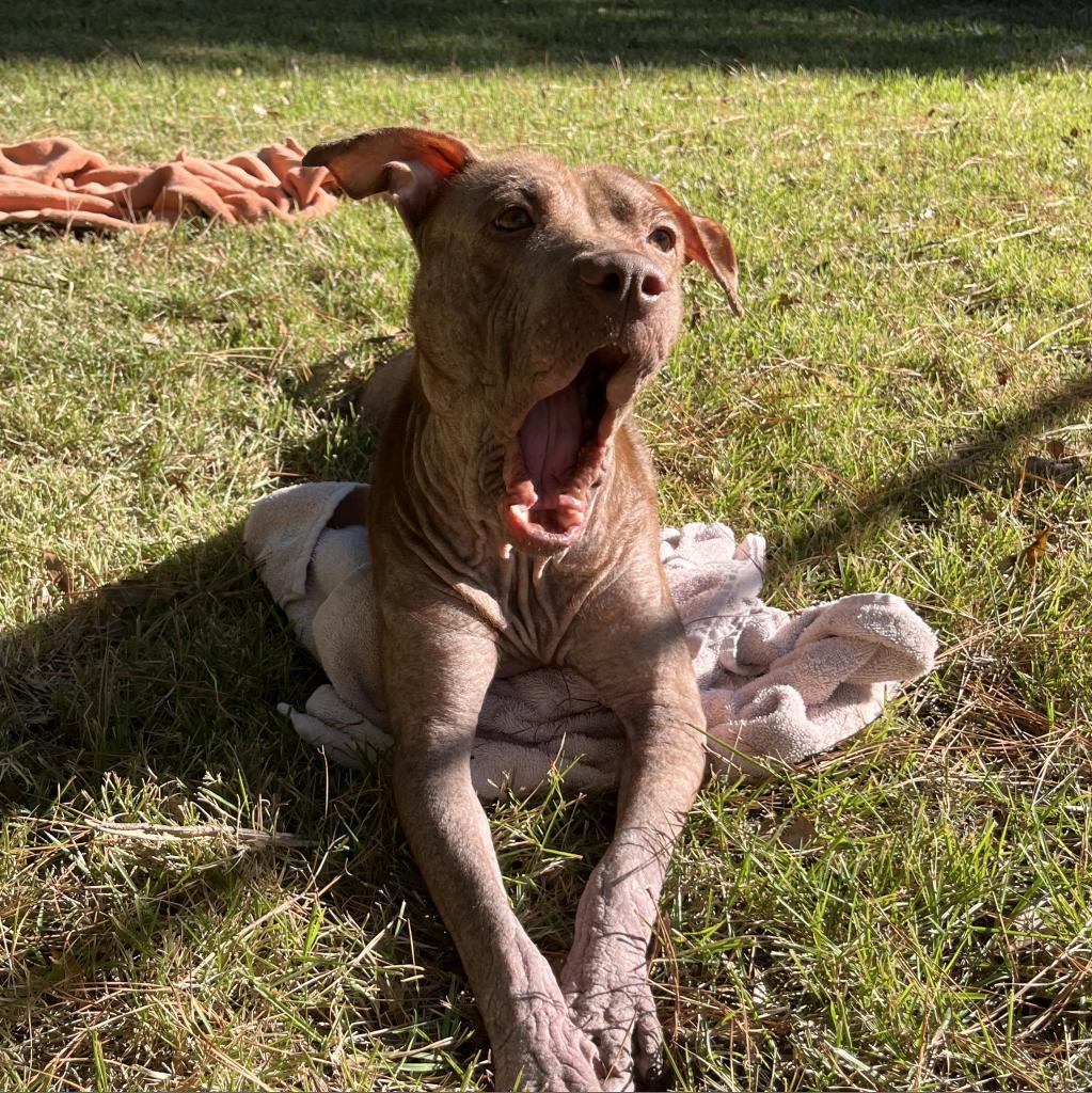 Rufus