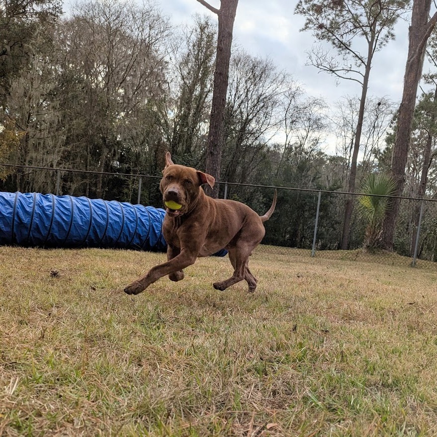 Rufus