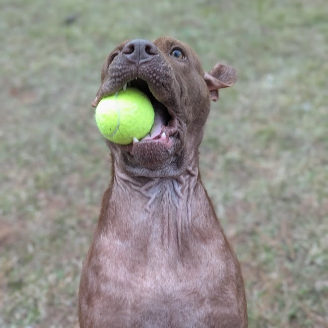 Rufus