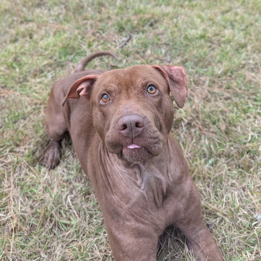 Rufus