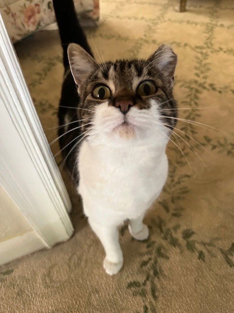 Suki
