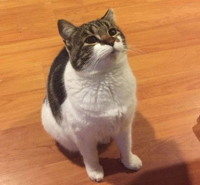 Suki