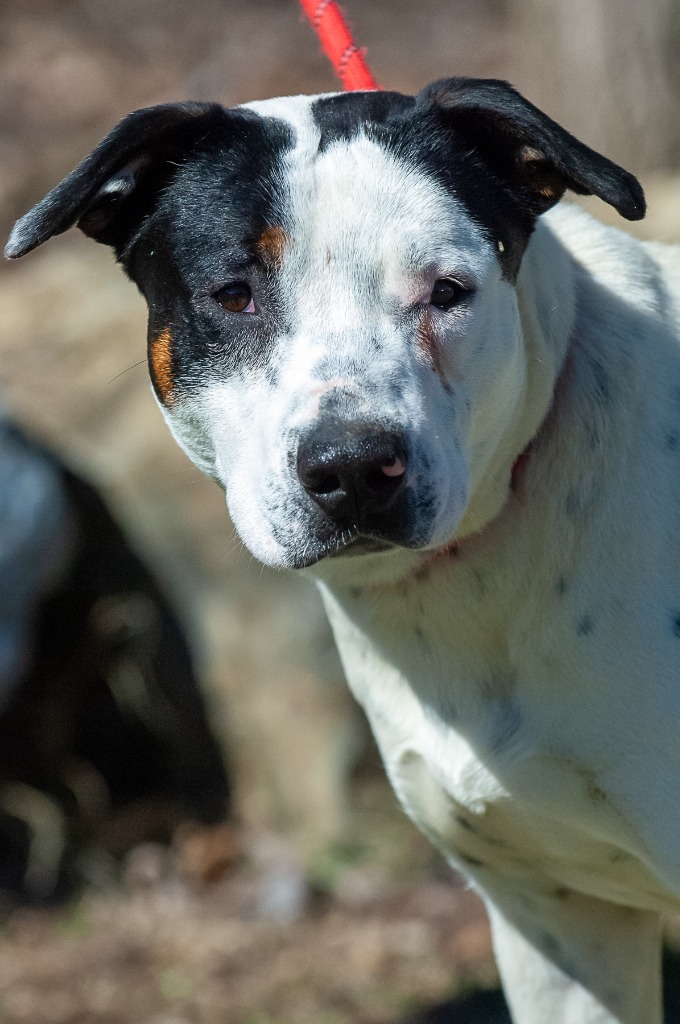 Waylon