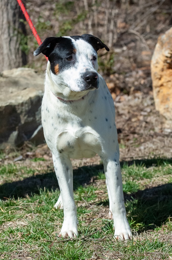 Waylon