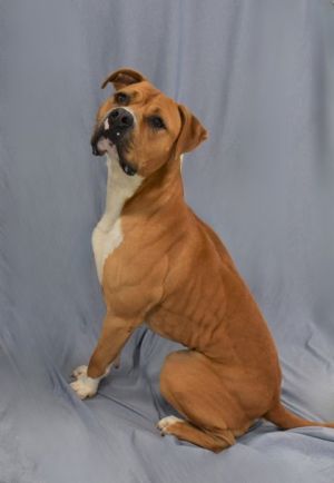 Meet Owen - Your Sunshine in Dog Form Like the sun Owen shines bright with strength and an undenia