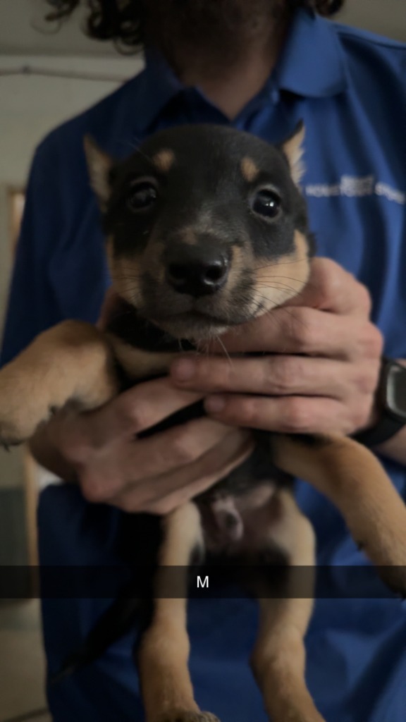 Finn