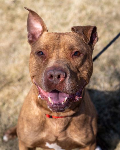 Ares, an adoptable Mixed Breed in Pequot Lakes, MN, 56472 | Photo Image 1