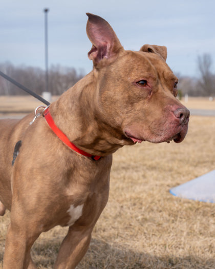 Ares, an adoptable Mixed Breed in Pequot Lakes, MN, 56472 | Photo Image 2