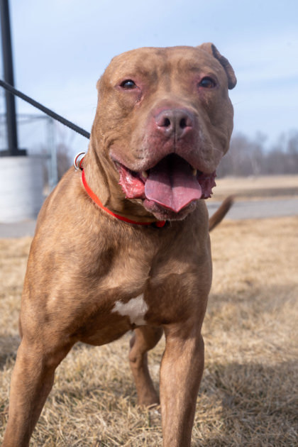 Ares, an adoptable Mixed Breed in Pequot Lakes, MN, 56472 | Photo Image 3