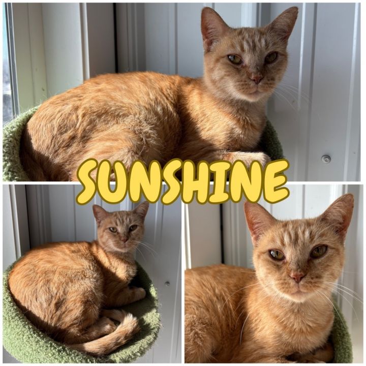 Sunshine 1